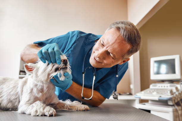 Best Urgent Tooth Repair  in Bayou Country Clu, LA